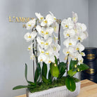 Grand Cascade of Orchids