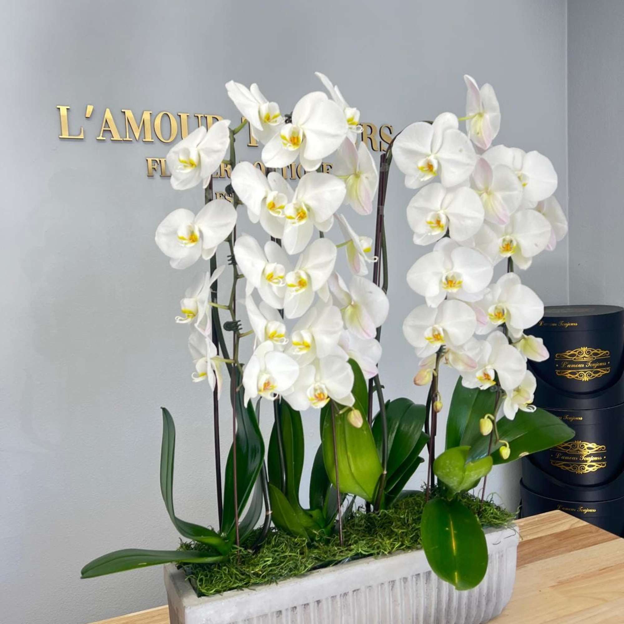 Grand Cascade of Orchids