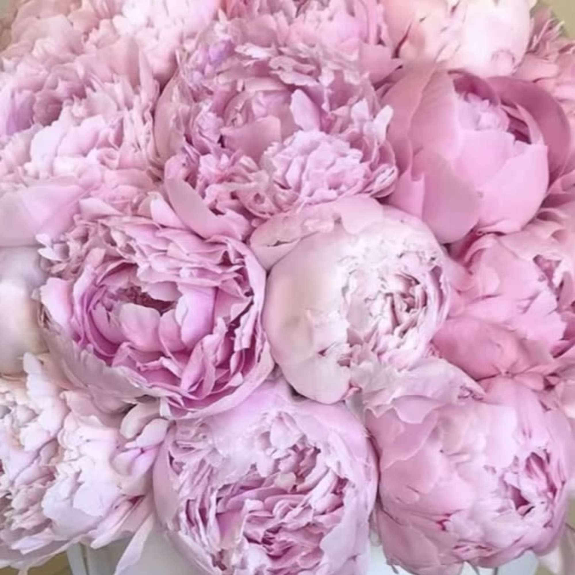 Pink Obsession Peony Signature Box